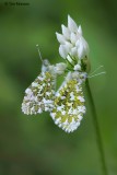 Orange Tips 090510_6